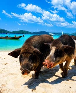 Koh Madsum (Pig Island) tours