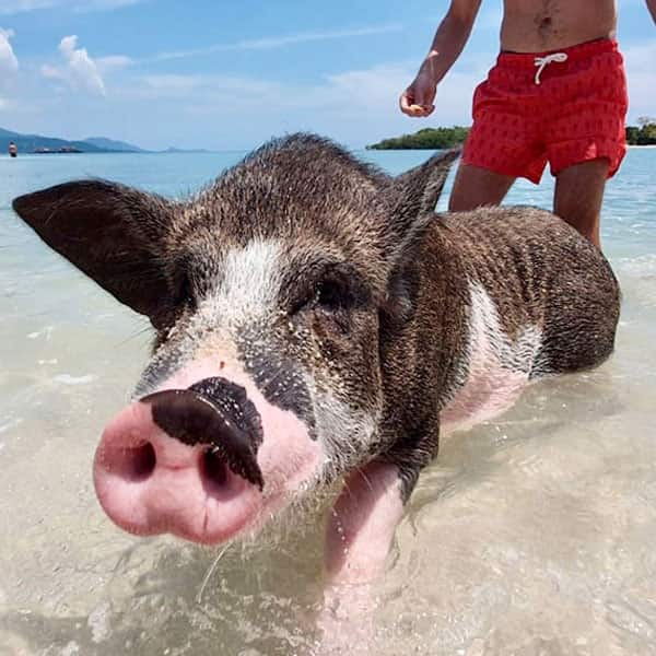pig island tour koh samui