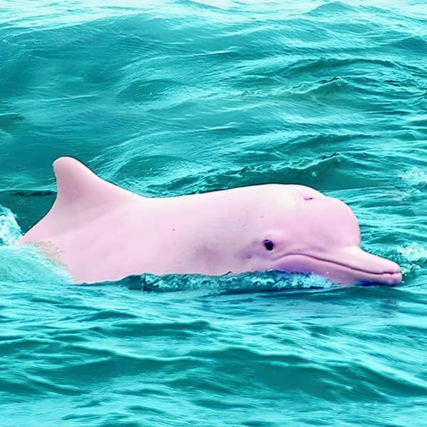 Pink Dolphins & Pig Island tour by Speedboat