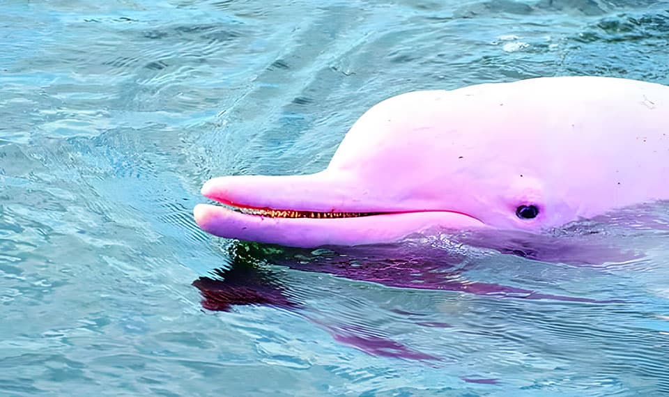 private pink dolphin spotting tour koh samui