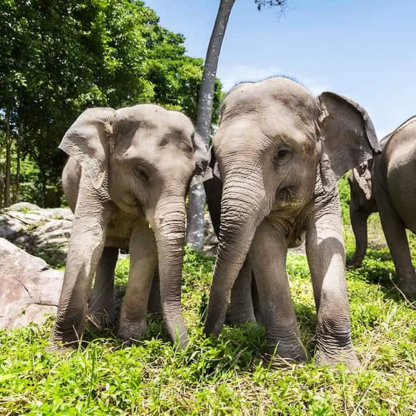 Elephant Experience at Samui Elephant Haven
