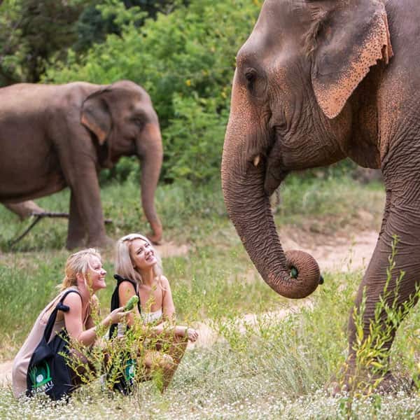 samui elephant sanctuary