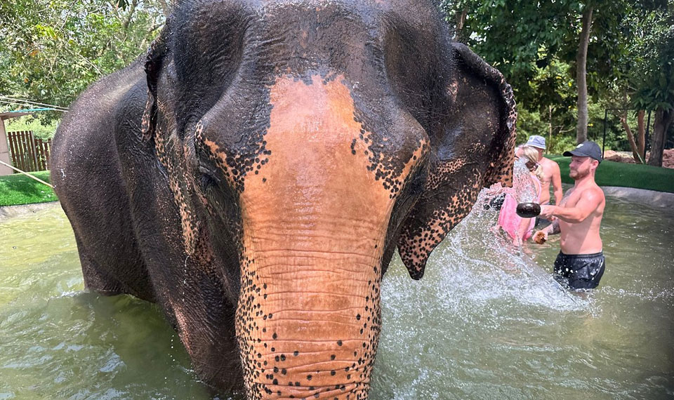 elephant bathing at samui elephant home
