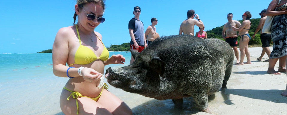feeding the pigs at pig island koh samui