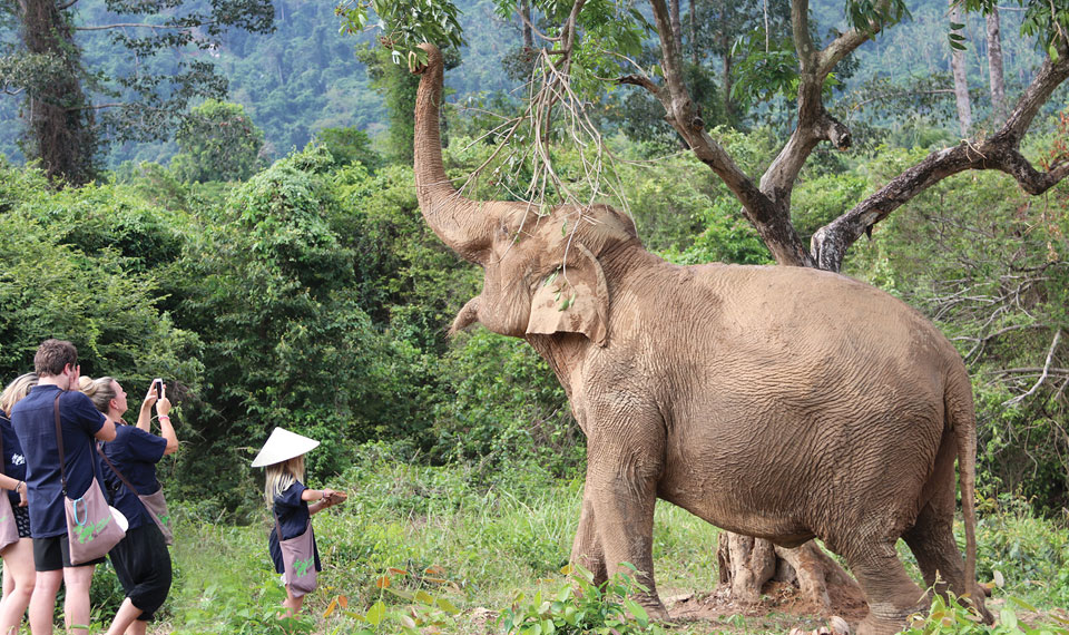 half day elephant care at samui elephant home