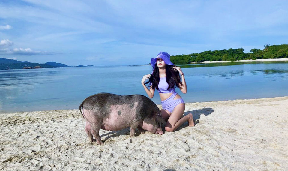 pig island excursion koh samui