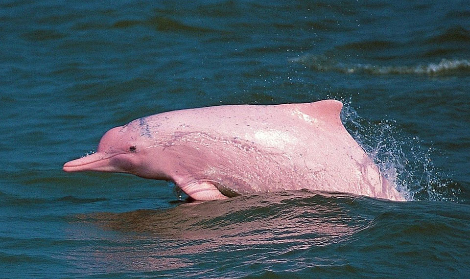 pink dolphin tour koh samui
