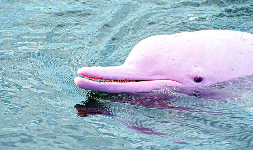 pink dolphin watching koh samui