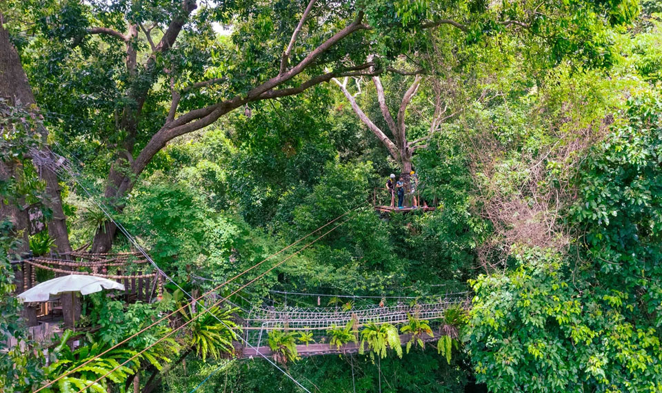 tree bridge jungle zipline koh samui