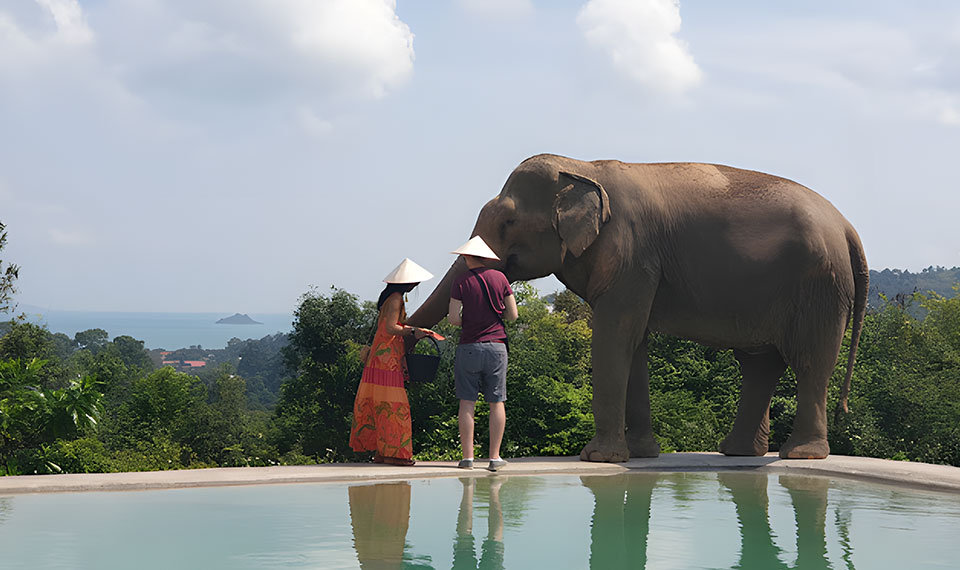 Samui Elephant Haven excursion