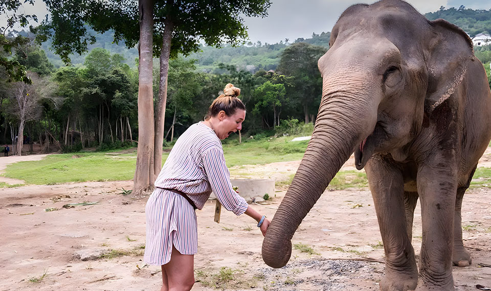 elephant feeding mud bath Samui Elephant Haven - Koh Samui Tours