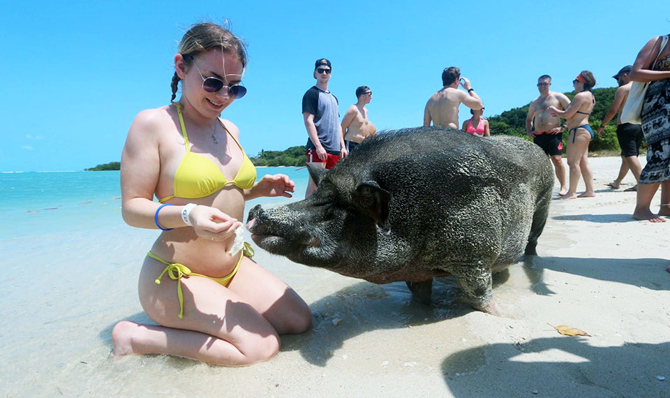 feeding the pigs on pig island koh samui