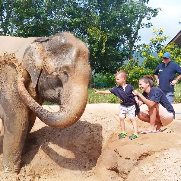 elephant feeding samui elephant home