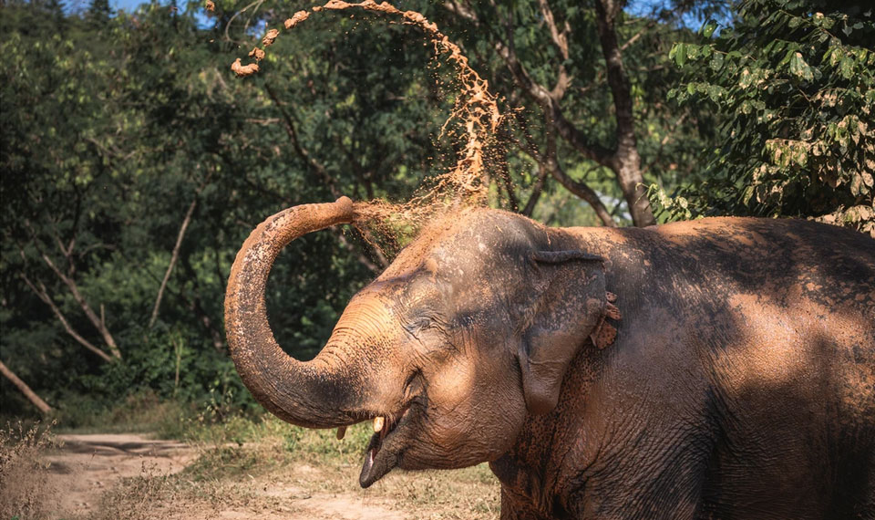 ethical elephant care samui elephant sanctuary