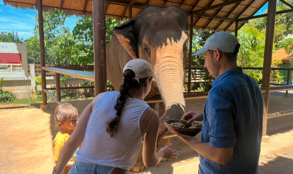 Feed elephant at the Elephant camp