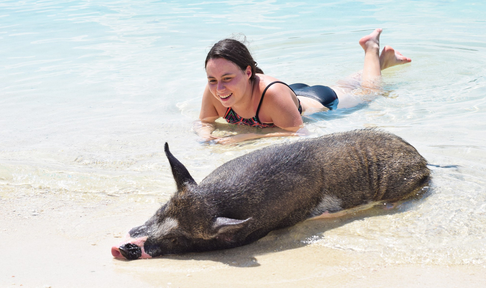 Tourist swimming alongside a pig in the crystal-clear waters of Pig Island, a favorite moment in Samui beach excursions