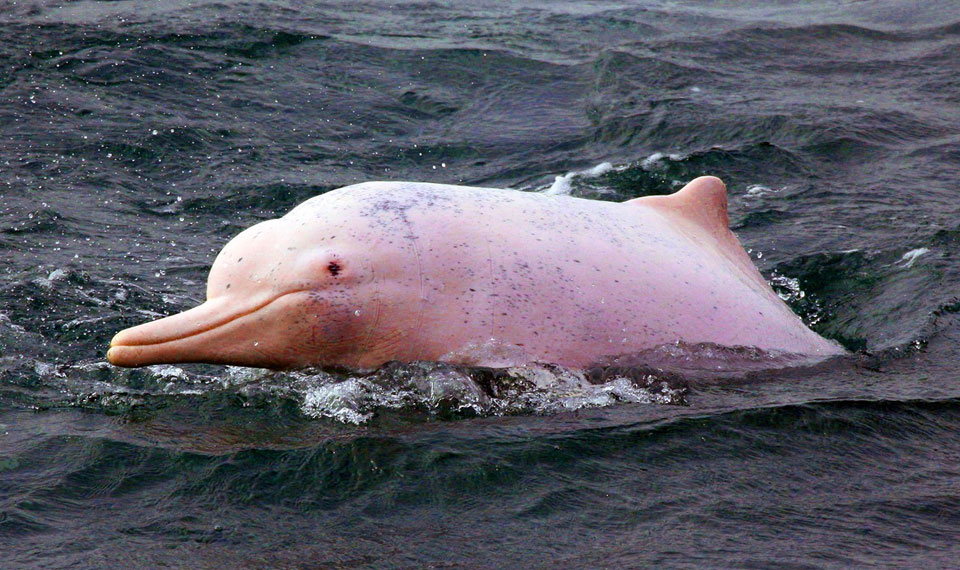 pink-dolphins-koh-samui-private-speedboat-tour pink dolphins koh samui private speedboat tour