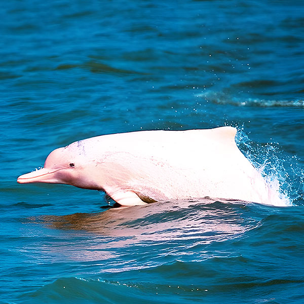 private pink dolphin tour by speedboat from koh samui