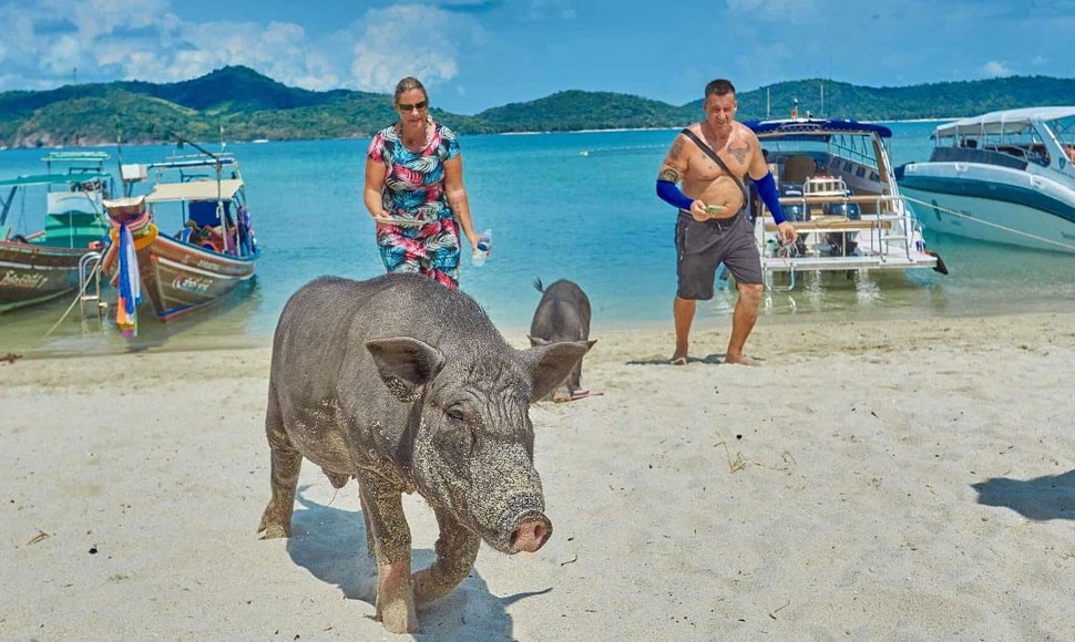 pig island koh samui